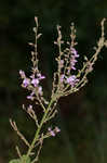 Hairy small-leaf ticktrefoil